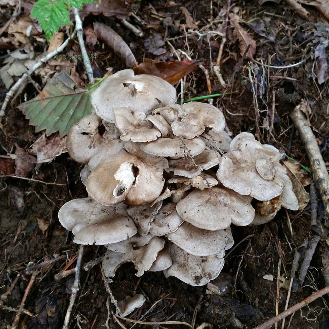 Лиофиллум дымчато-серый (Lyophyllum fumosum)