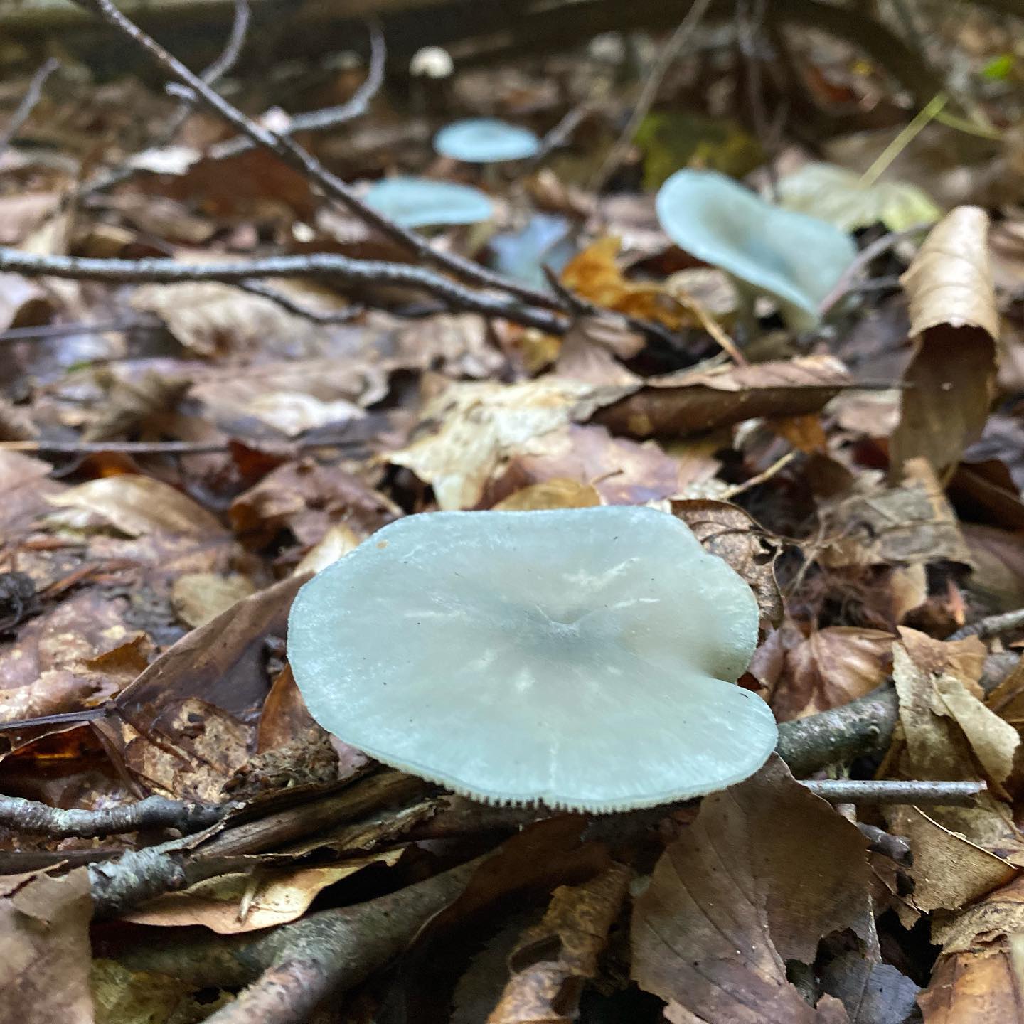 Говорушка пахучая (Clitocybe odora)