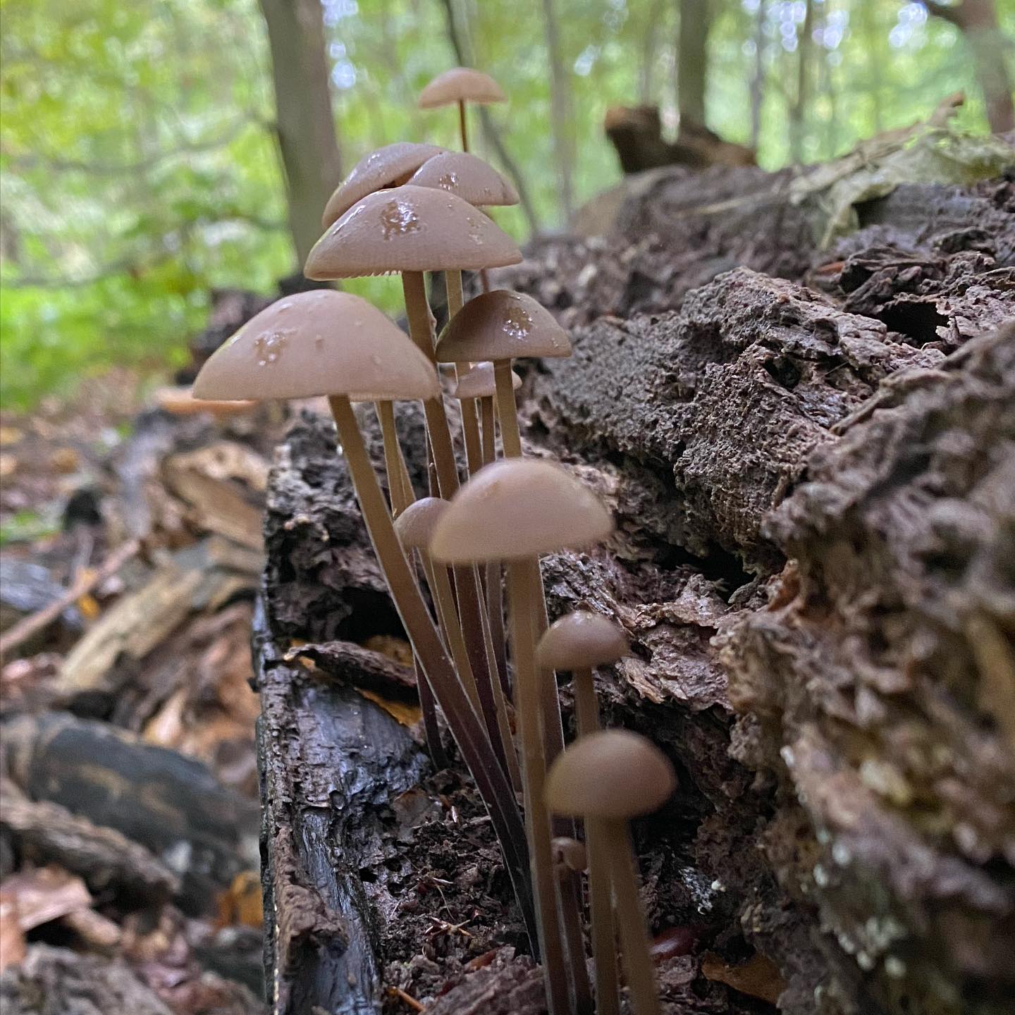 Чесночник большой (Mycetinis alliaceus)