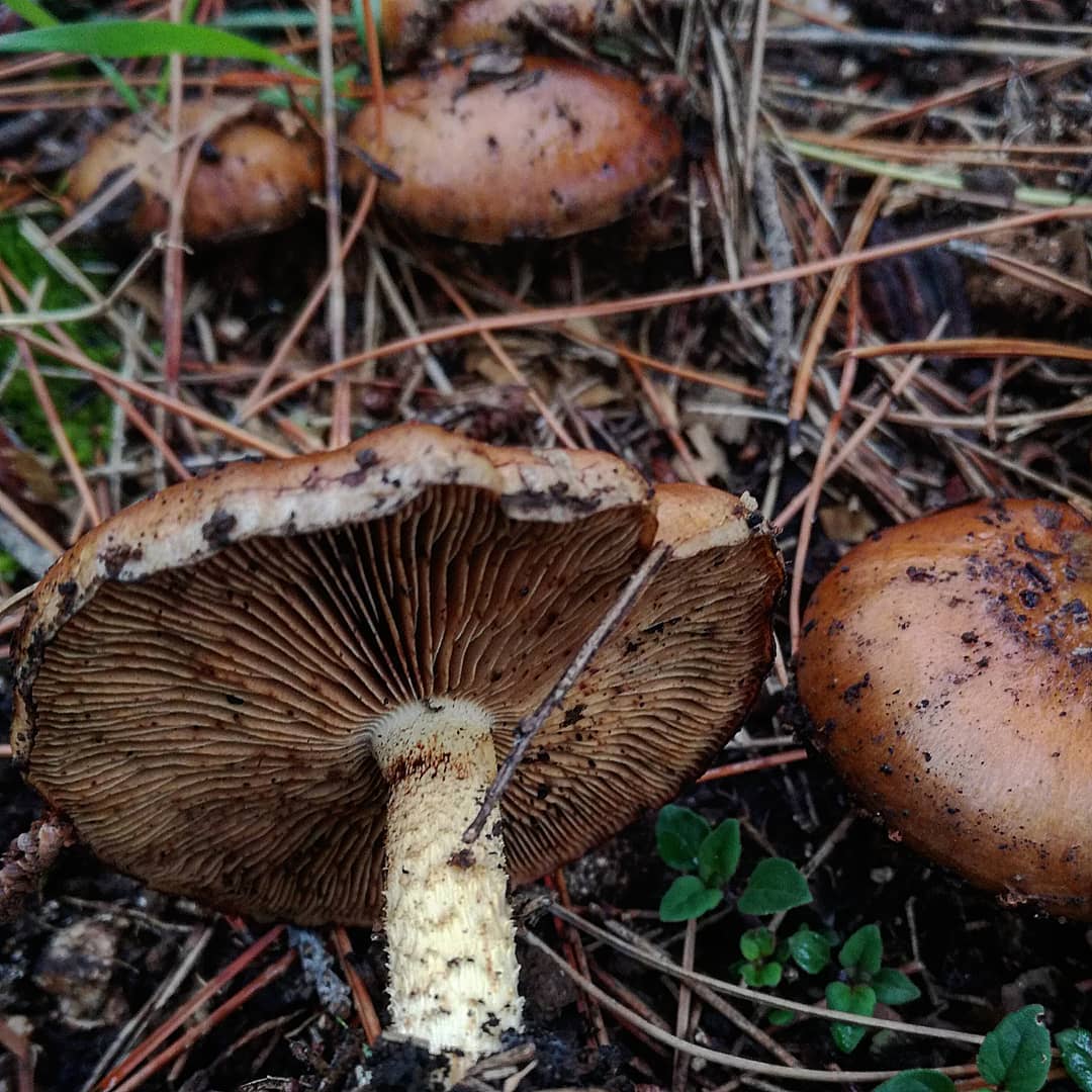 Чешуйчатка углелюбивая (Pholiota highlandensis)