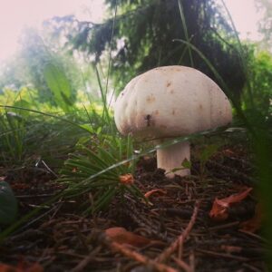 Шампиньон Эссета (Agaricus essettei)