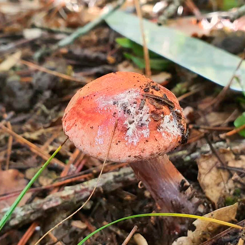 Паутинник рыже-оливковый (Cortinarius rufoolivaceus)