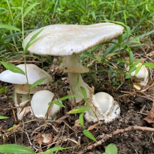 Мухомор белый (Amanita phalloides)