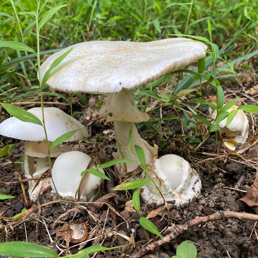 Мухомор белый (Amanita phalloides)