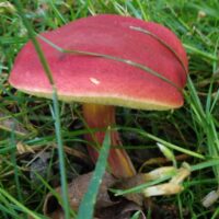 Моховик красный (Hortiboletus rubellus)