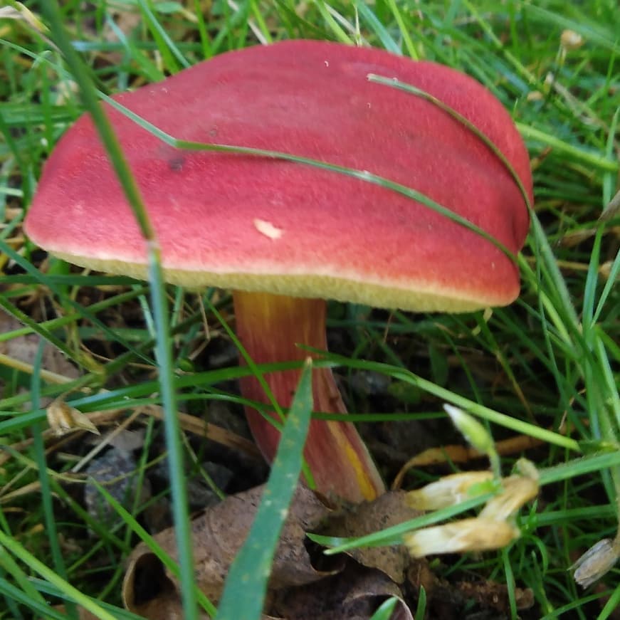 Моховик красный (Hortiboletus rubellus)