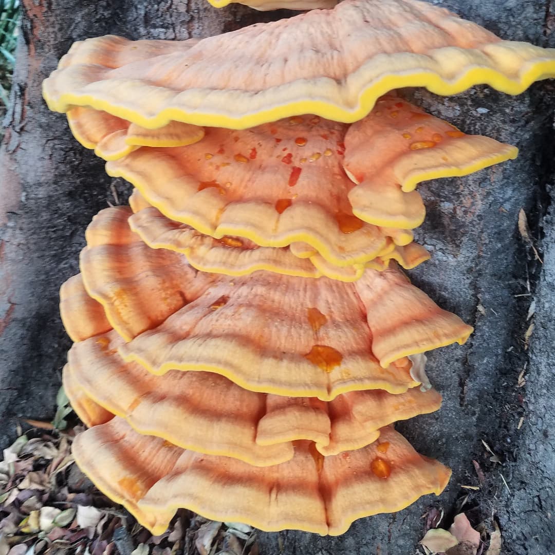 Летипорус эвкалиптовый (Laetiporus gilbertsonii)