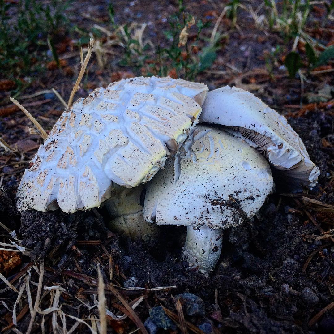 Шампиньон Бернарда (Agaricus bernardii)