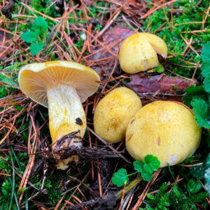 Лиственничный гигрофор (Hygrophorus lucorum)
