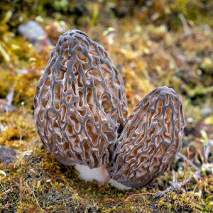 Сморчок деликатесный (Morchella deliciosa)