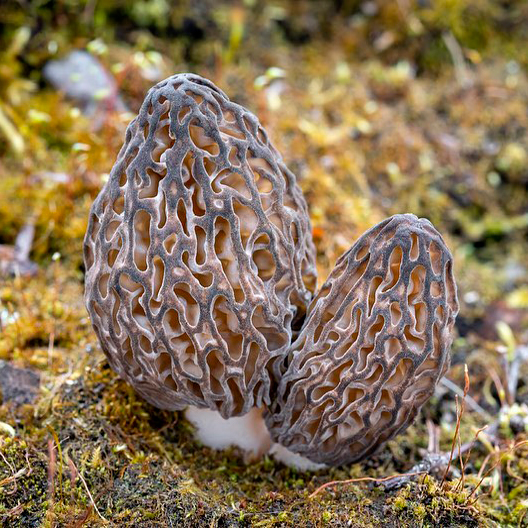 Сморчок деликатесный (Morchella deliciosa)