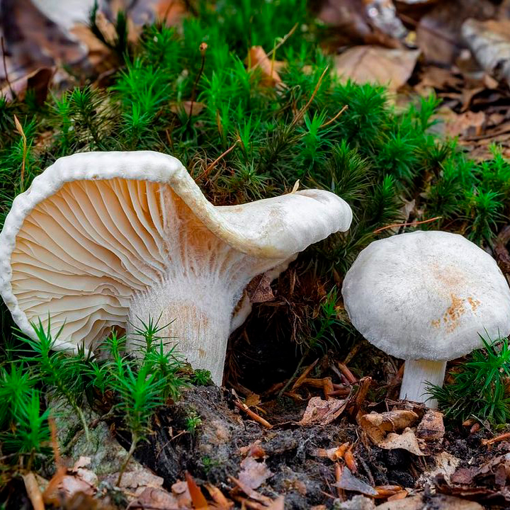 Гигрофор буковый (Hygrophorus penarius)