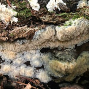 Дентипеллис хрупкий (Dentipellis fragilis)