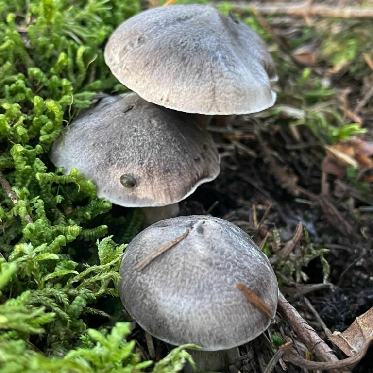 Рядовка землисто-серая (Tricholoma terreum)