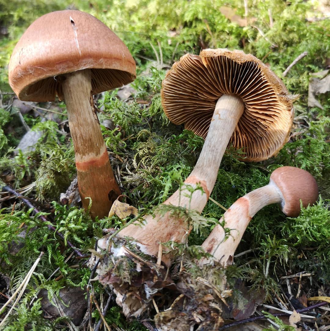 Паутинник браслетчатый (Cortinarius armillatus)