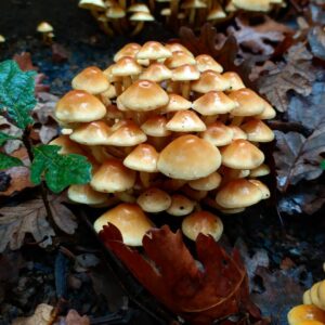 Королевский опенок (Pholiota)