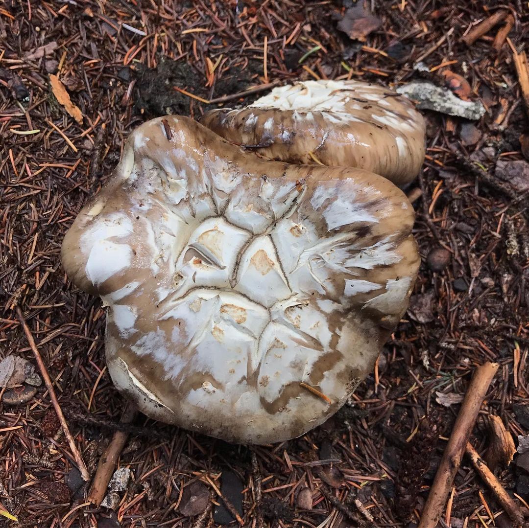 Сахалинский шампиньон (Catathelasma ventricosum)