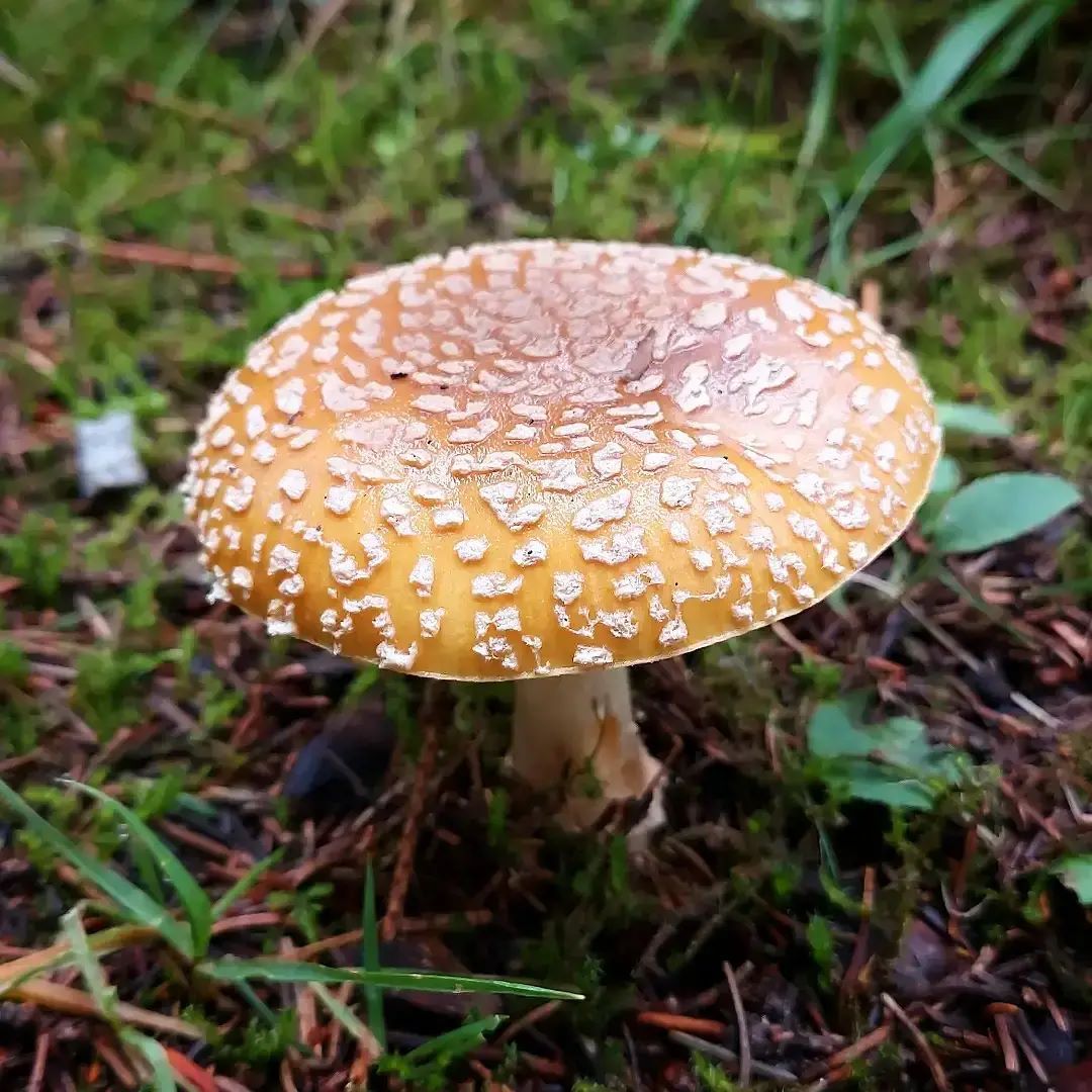 Мухомор королевский (Amanita regalis)