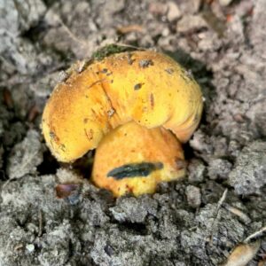 Желтый боровик (Sutorius junquilleus)