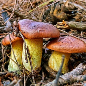 Маслёнок рыжий (Suillus collinitus)