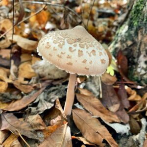 Зонтик изящный (Macrolepiota gracilenta)