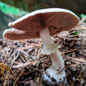 Шампиньон кривой (Agaricus abruptibulbus)