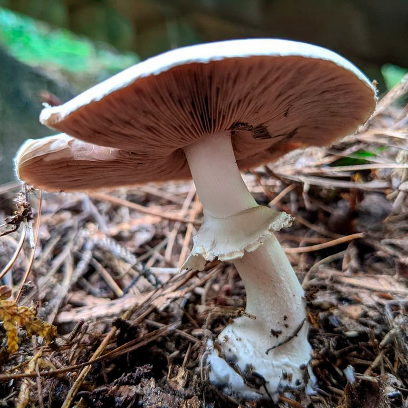 Шампиньон кривой (Agaricus abruptibulbus)