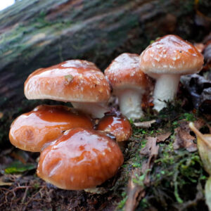 Чешуйчатка слизистая (Pholiota lubrica)