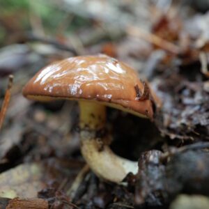 Масленок поздний (жёлтый) (Suillus luteus)