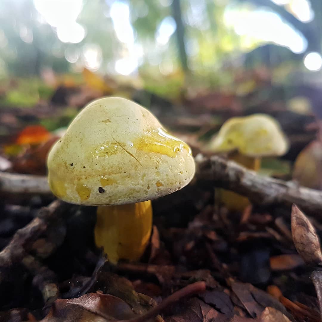  Рядовка серная (Tricholoma sulphureum)
