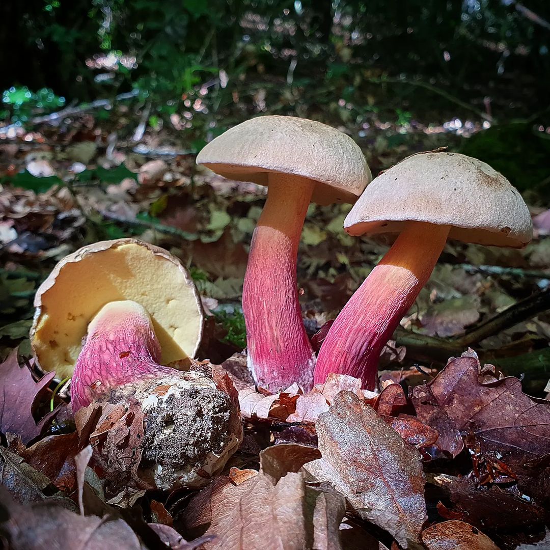 Боровик несъедобный (Boletus calopus)