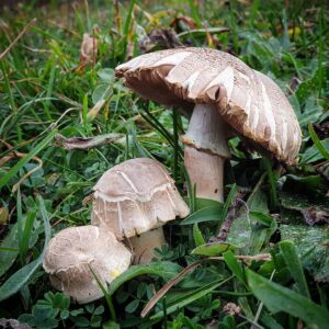 Шампиньон рыжеющий (Agaricus xanthodermus)