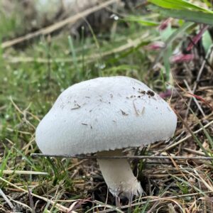 Шампиньон настоящий (Agaricus campestris)