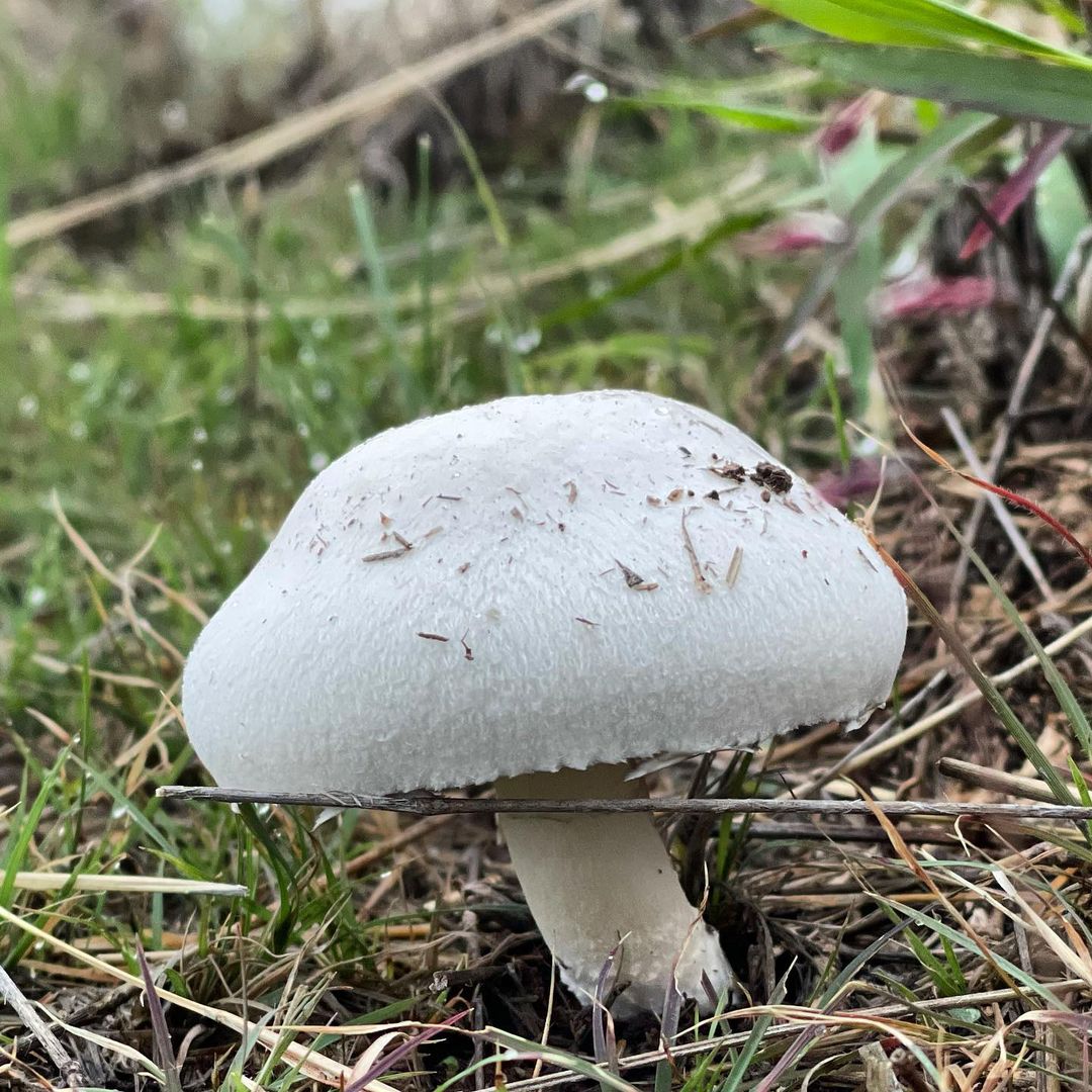 Шампиньон настоящий (Agaricus campestris)