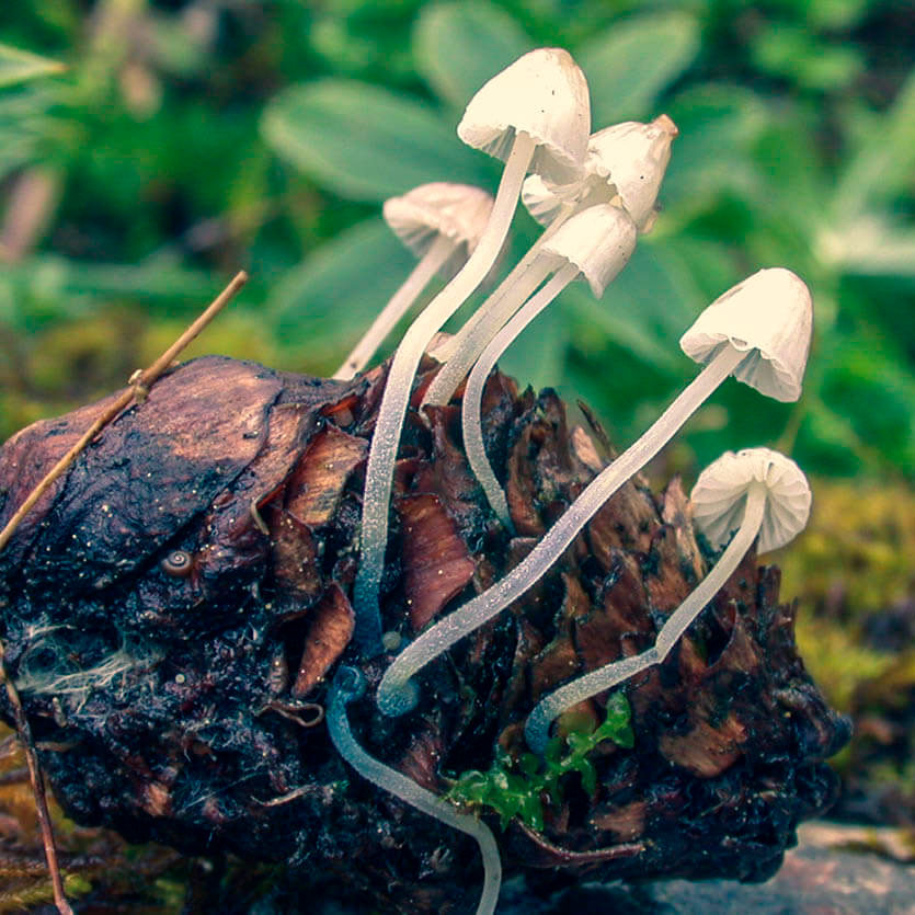 Мицена синеногая (Mycena cyanorrhiza)