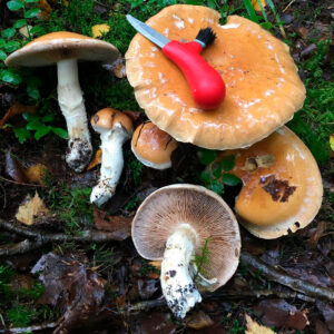 Паутинник светло-охристый (Cortinarius claricolor)
