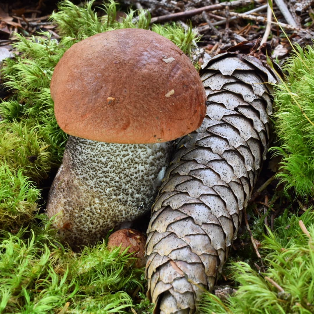 Красноголовик еловый (Leccinum piceinum)