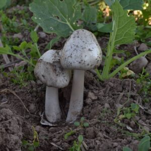Вольвариелла слизистоголовая (Volvariella gloiocephala)