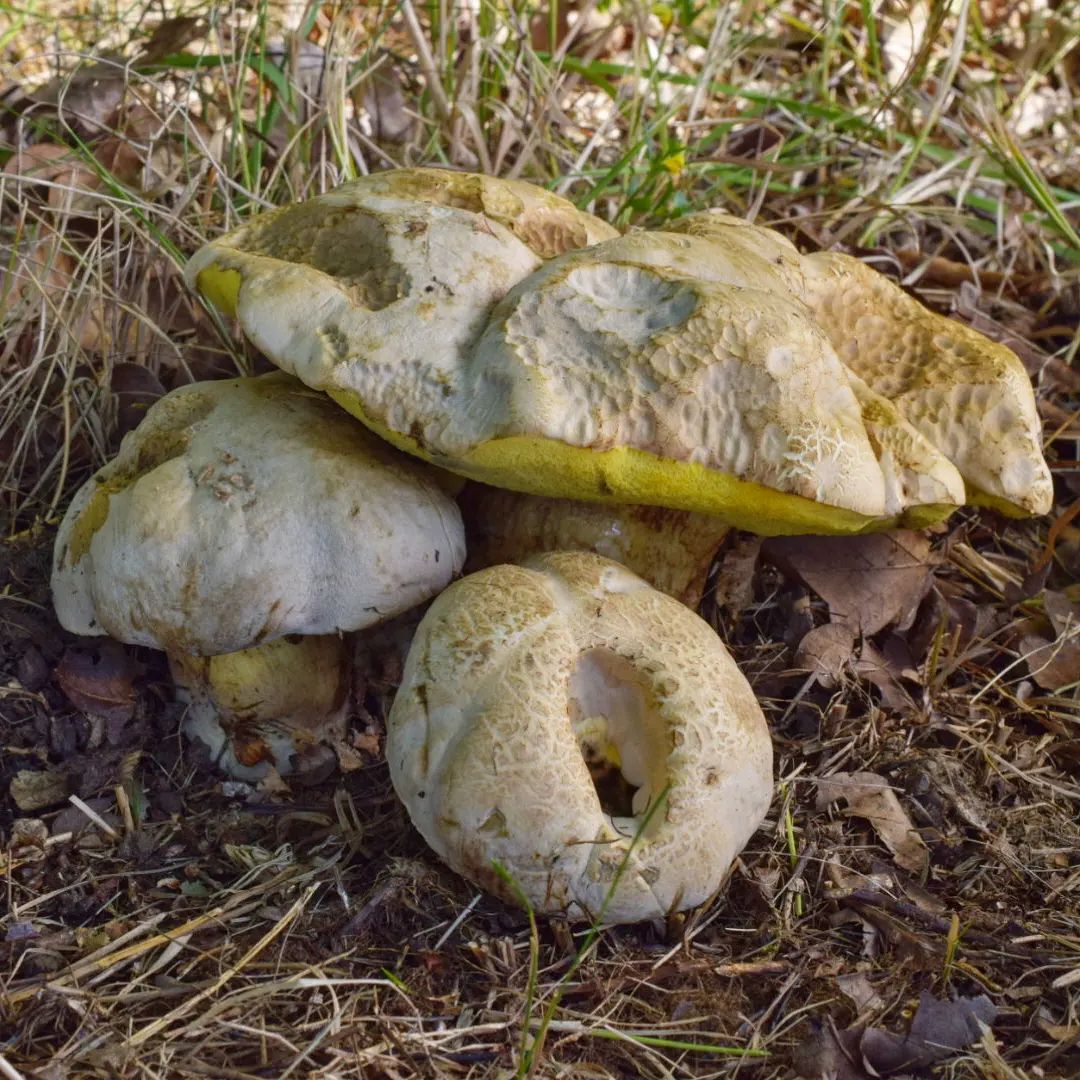 Болет глубокоукореняющийся или коренящийся (Caloboletus radicans)