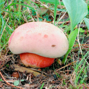 Боровик законный (Boletus legaliae)