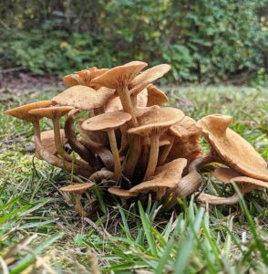 Опенок ссыхающийся или таблитчатый (Armillaria tabescens)