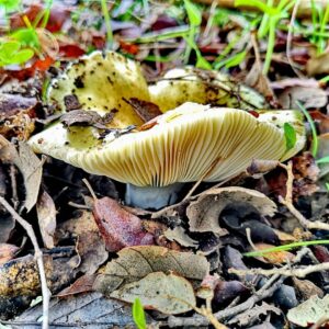 Зеленушка (Tricholoma equestre)
