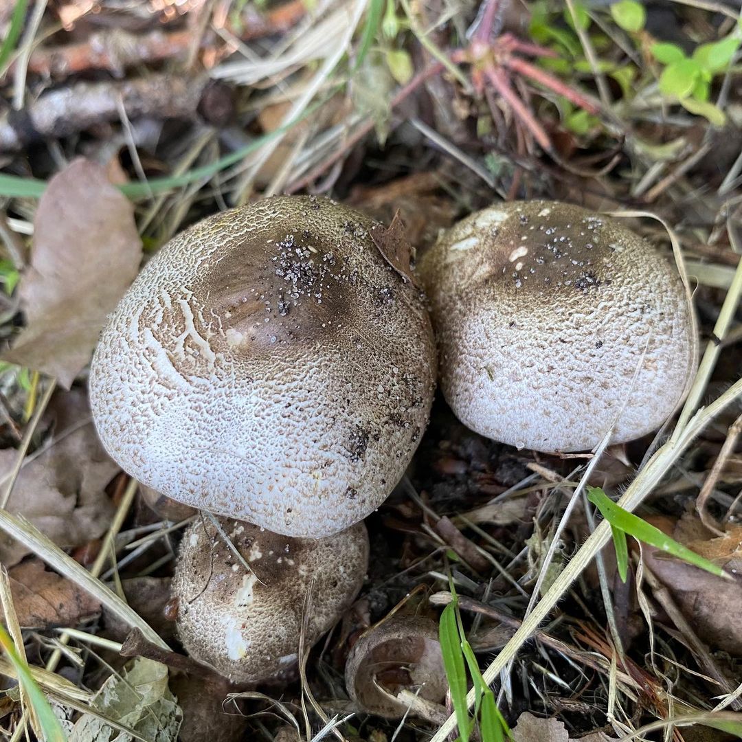 Шампиньон пестрый (Agaricus moelleri)