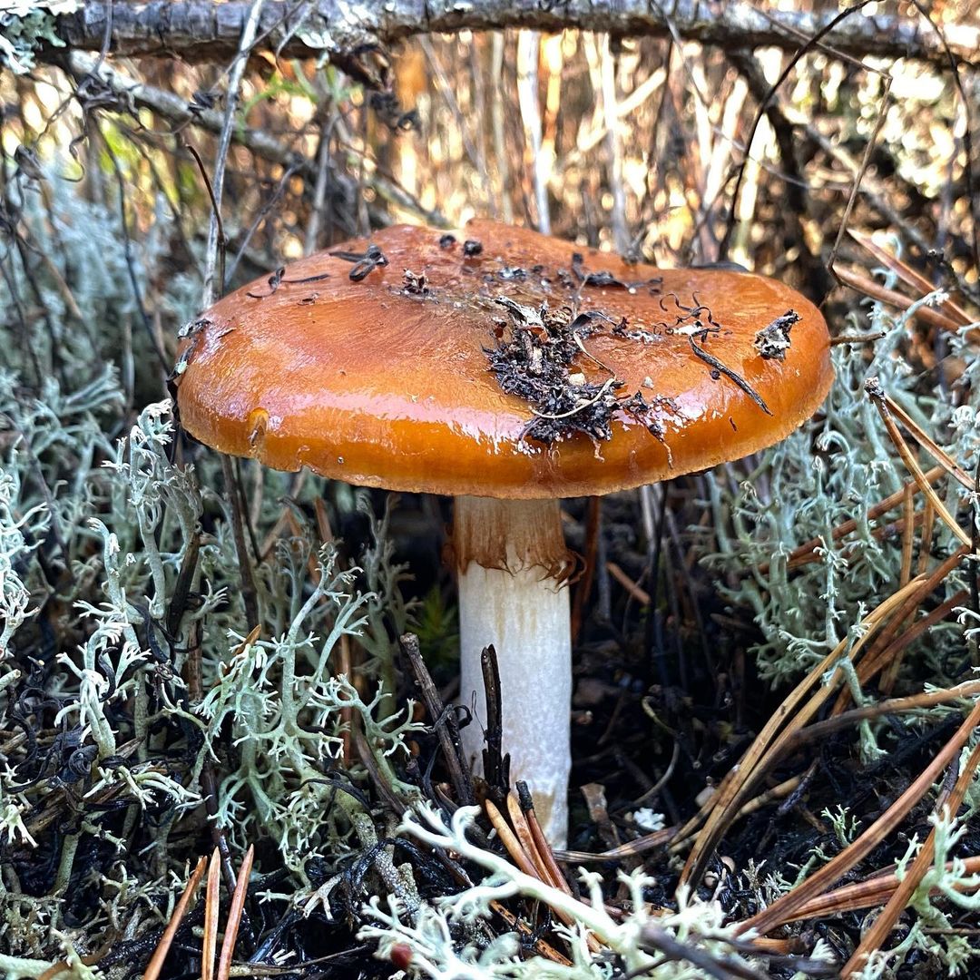 Паутинник слизистый (Cortinarius mucosus)