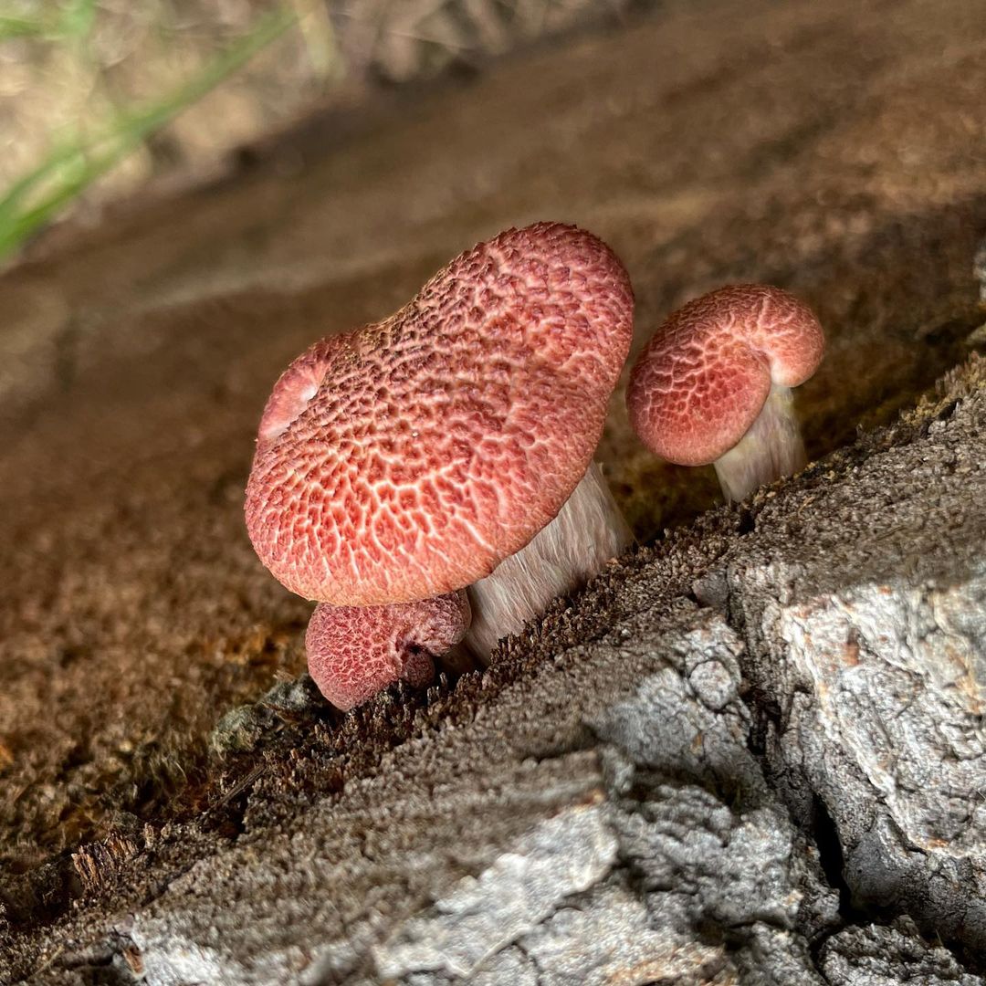 Рядовка красноватая (Tricholomopsis rutilans)