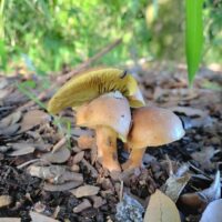 Рядовка рыжая (Tricholoma fulvum)
