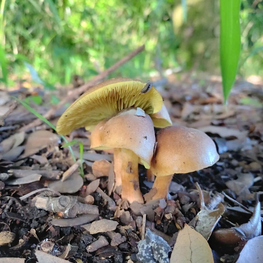 Рядовка рыжая (Tricholoma fulvum)