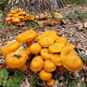 Омфалот маслиновый (Omphalotus olearius)