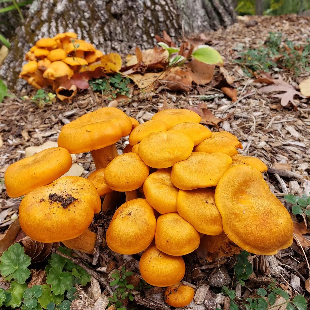 Омфалот маслиновый (Omphalotus olearius)