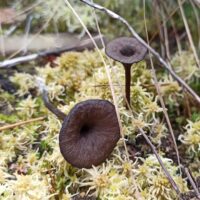 Говорушка бокаловидная (Clitocybe cyathiformis)